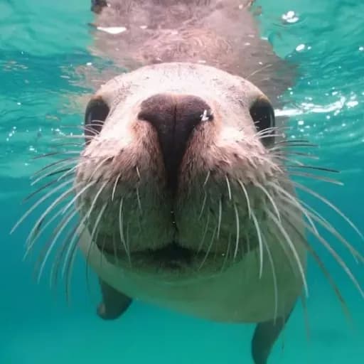 Seal Island