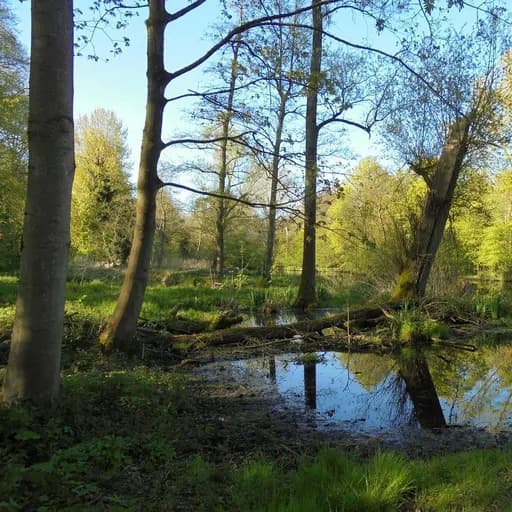 Amsterdam Forest